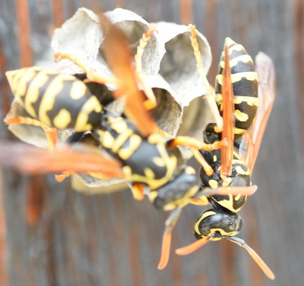 Polistes dominula?